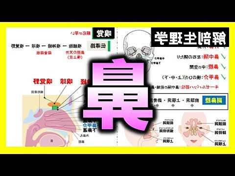 鼻子 部位